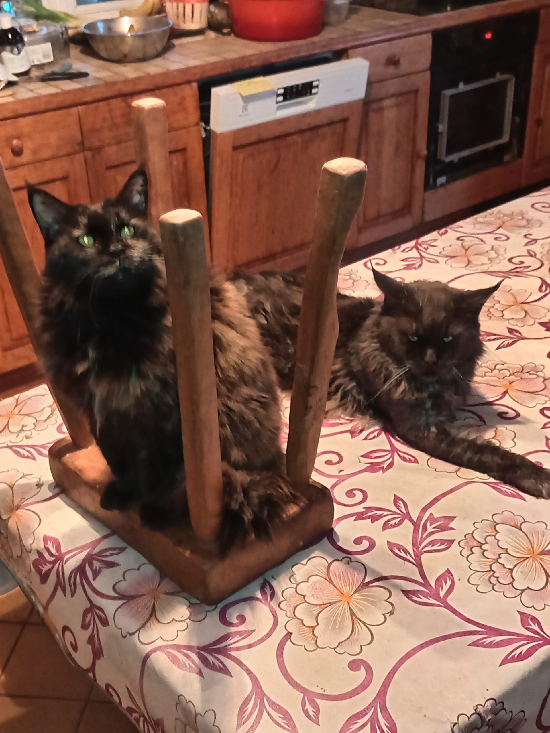 Quand un chat s’en va… et laisse une empreinte dans le vivant