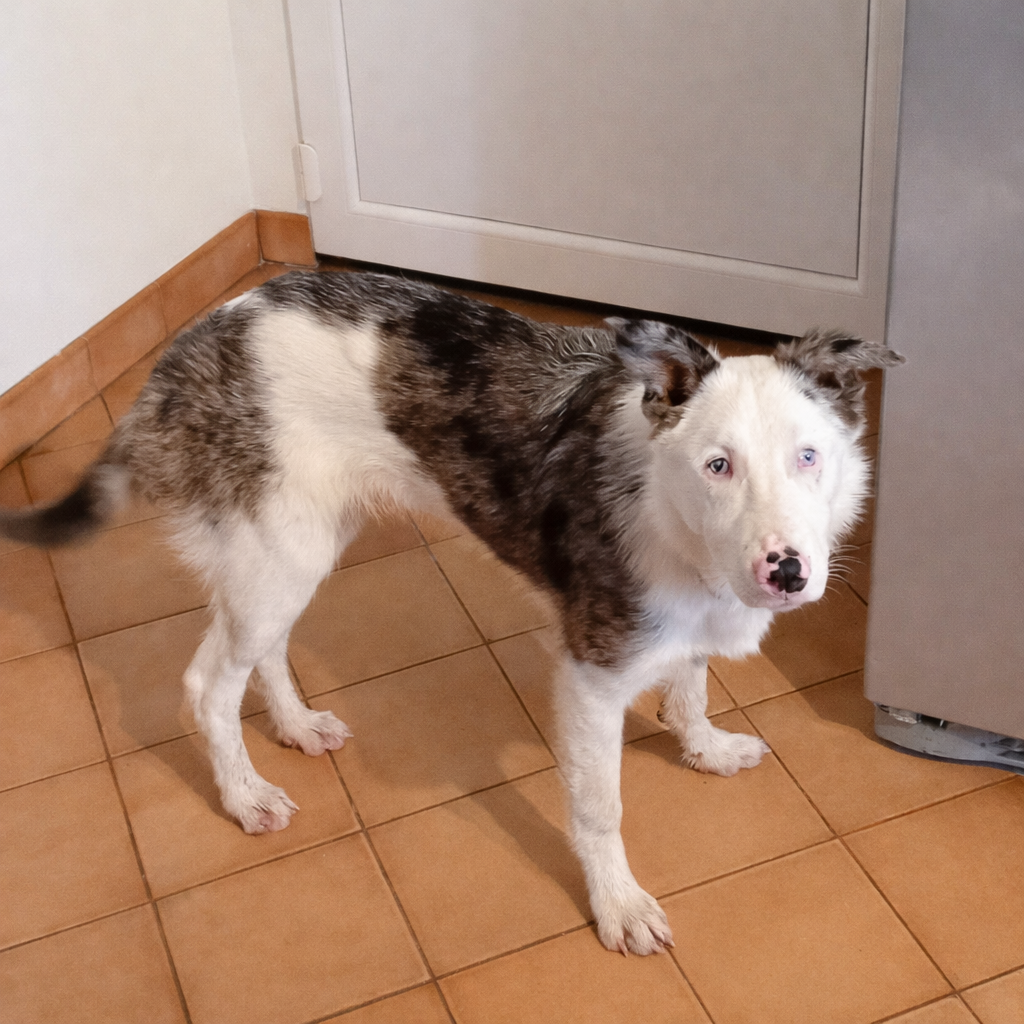 Quand un chiot malvoyant nous montre le chemin