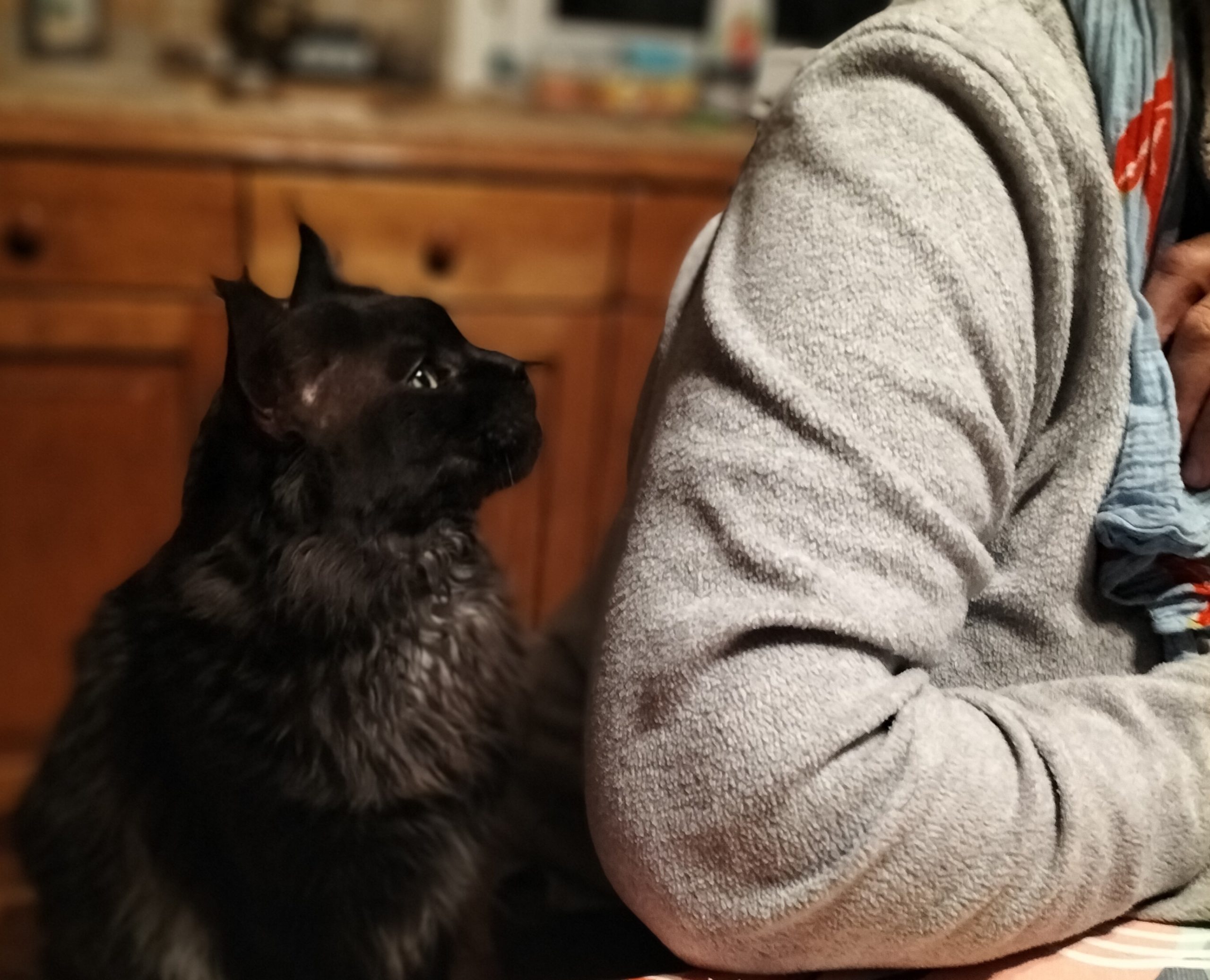 Et si nos chats nous apprenaient à vivre dans l’instant présent ?
